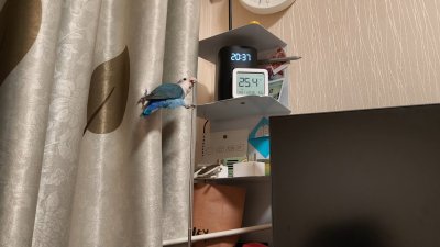 IMG_20250421_20541189.jpeg